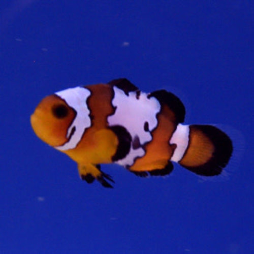 Black Ice Clownfish