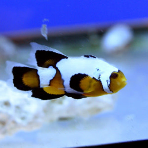 Black Ice Longfin Clownfish Black Ice Longfin Clownfish