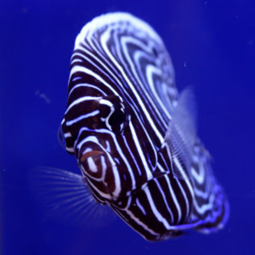 Emperor Angelfish Juv.
