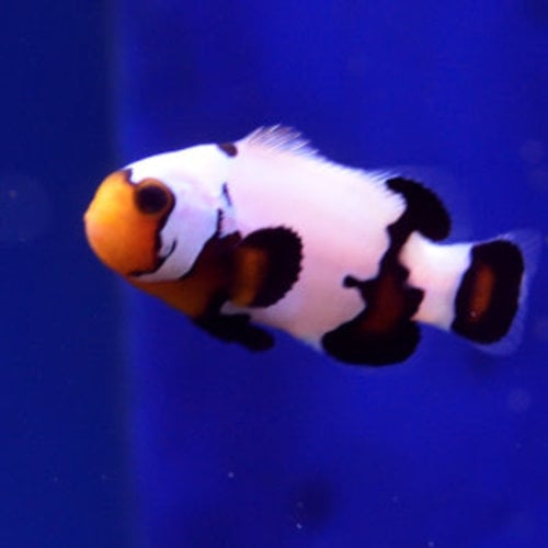 Phantom Premium Clownfish
