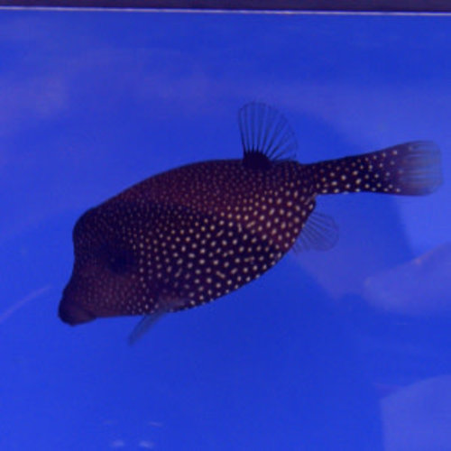 Spotted Boxfish Female Spotted Boxfish Female