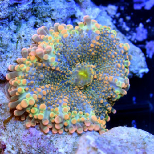 *CORAL* Red & Green Ricordea Yuma *CORAL* Red & Green Ricordea Yuma