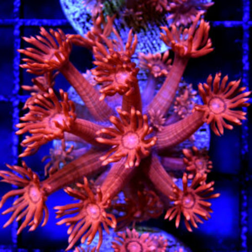 *CORAL* Red Hot Goniopora *CORAL* Red Hot Goniopora