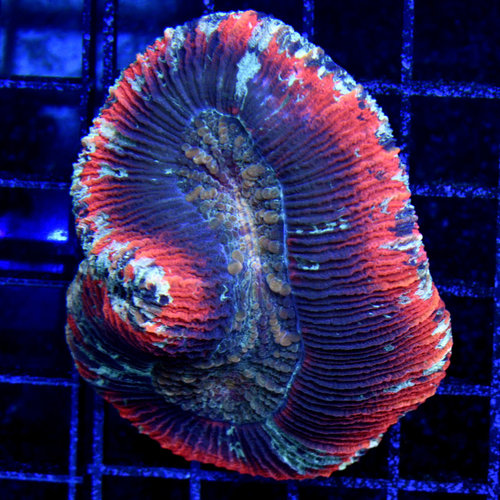 *CORAL* Red & Green Trachy M *CORAL* Red & Green Trachy M
