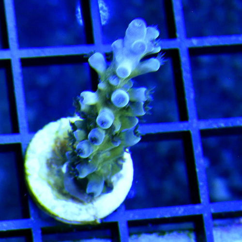*CORAL* Cali Tort Acropora S *CORAL* Cali Tort Acropora S