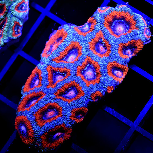 *WYSIWYG CORAL* Mr. Grey Micromussa XL *WYSIWYG CORAL* Mr. Grey Micromussa XL