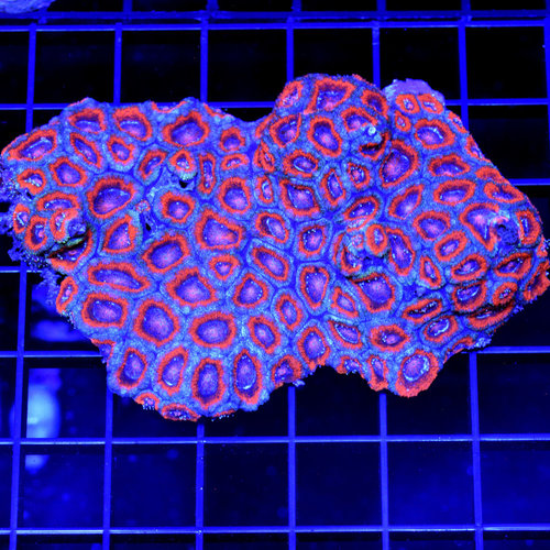 *WYSIWYG CORAL* Mr. Grey Micromussa XL *WYSIWYG CORAL* Mr. Grey Micromussa XL