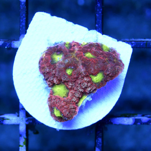 *CORAL* Sour Rasberry Favites *CORAL* Sour Rasberry Favites