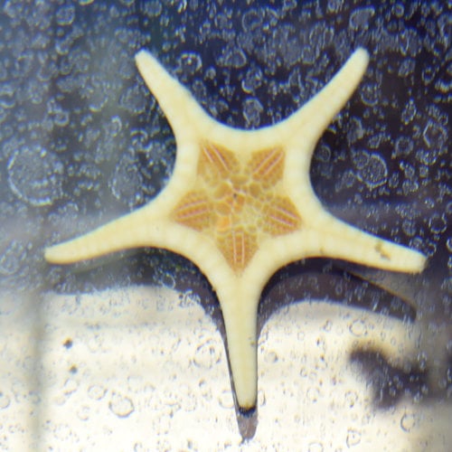 Icon Starfish