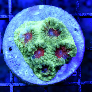 *CORAL* Christmas Favia