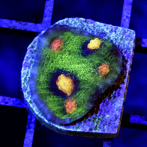 *CORAL* Jason Fox Raja Rampage Chalice *CORAL* Jason Fox Raja Rampage Chalice
