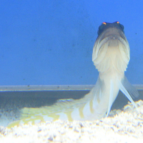 Randall's Jawfish Randall's Jawfish