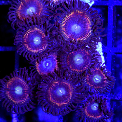 *CORAL* Pink Passion Zoanthid *CORAL* Pink Passion Zoanthid