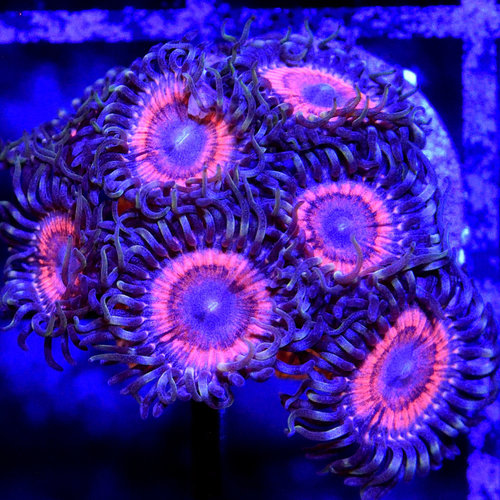 *CORAL* Armor of God Palythoa *CORAL* Armor of God Palythoa