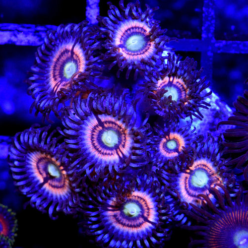 *CORAL* Ultra Cat's Eye Zoanthid *CORAL* Ultra Cat's Eye Zoanthid