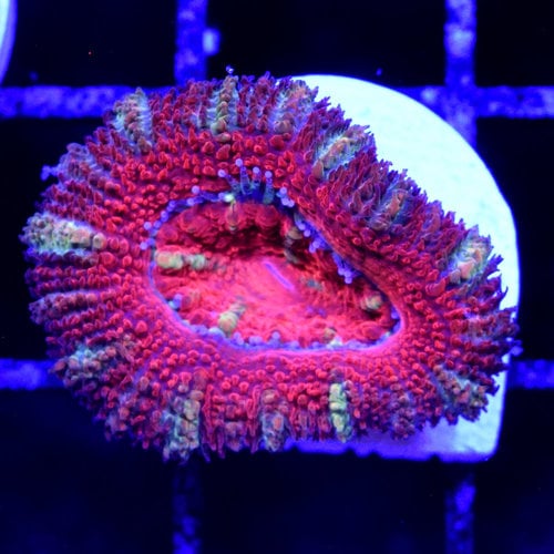 *CORAL* Red & Green Acan S *CORAL* Red & Green Acan S