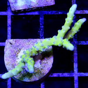 *CORAL* Green Goblin Anacropora