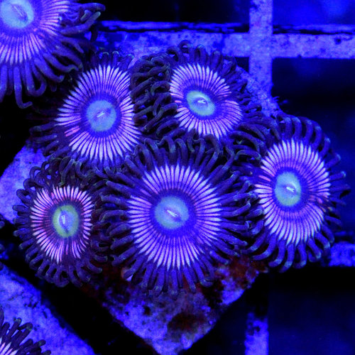 *CORAL* Purple Cat's Eye Zoanthid *CORAL* Purple Cat's Eye Zoanthid