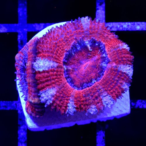 *CORAL* Oh Canada Acan S *CORAL* Oh Canada Acan S