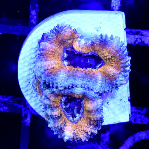 *CORAL* Gold Nugget Acan S *CORAL* Gold Nugget Acan S
