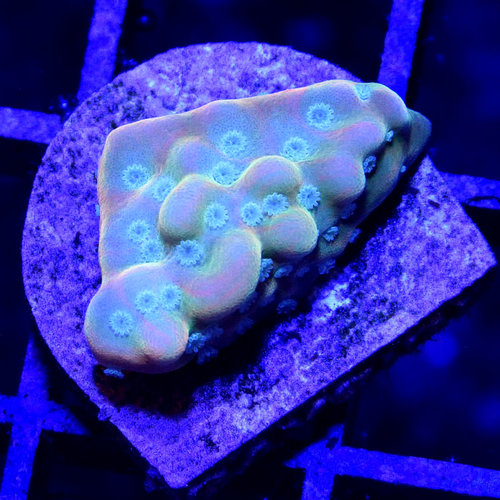 *CORAL* Jason Fox Beach Bum Montipora *CORAL* Jason Fox Beach Bum Montipora