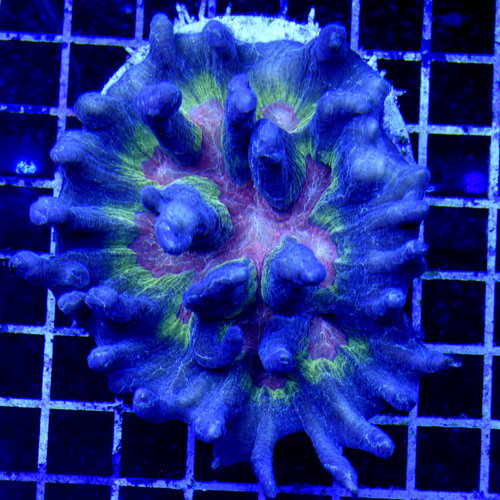 *WYSIWYG CORAL* Ultra Rainbow Pectinia *WYSIWYG CORAL* Ultra Rainbow Pectinia