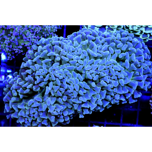 *WYSIWYG CORAL* Ecto Green Wall Hammer *WYSIWYG CORAL* Ecto Green Wall Hammer