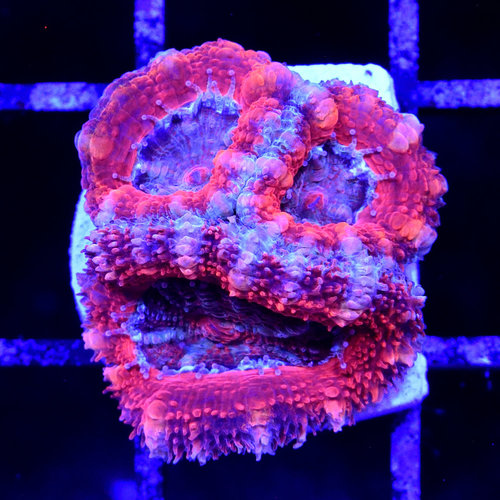 *CORAL* Red Rainbow Acan *CORAL* Red Rainbow Acan