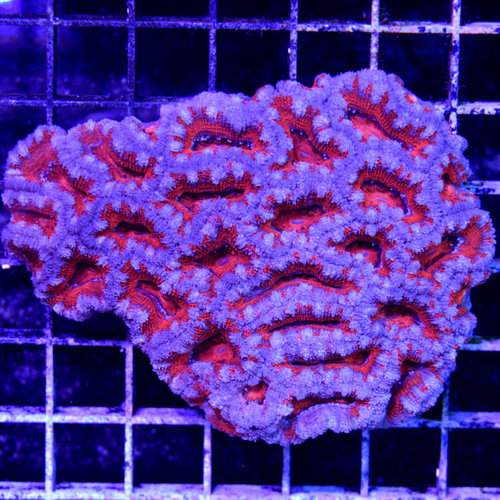 *CORAL WYSIWYG* Ultra Red Acan *CORAL WYSIWYG* Ultra Red Acan