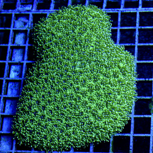 *WYSIWYG CORAL* Galaxea *WYSIWYG CORAL* Galaxea