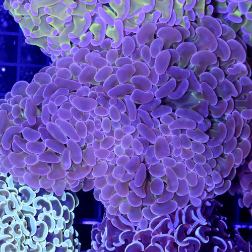 *WYSIWYG CORAL* Metallic Green Purple Tip Hammer *WYSIWYG CORAL* Metallic Green Purple Tip Hammer