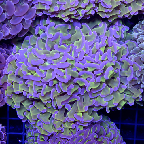 *WYSIWYG CORAL* Purple & Green Wall Hammer *WYSIWYG CORAL* Purple & Green Wall Hammer