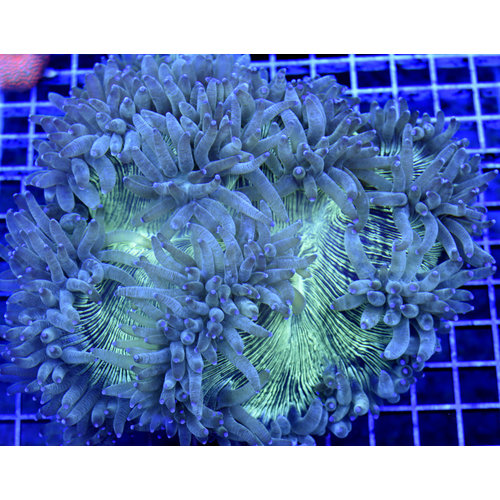 *WYSIWYG CORAL* Blue Tip Elegance L *WYSIWYG CORAL* Blue Tip Elegance L