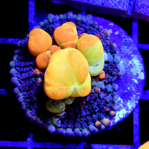 *CORAL WYSIWYG* WWC Bounce Mushroom *CORAL WYSIWYG* WWC Bounce Mushroom