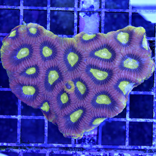 *CORAL* Dragon Soul Favia Med *CORAL* Dragon Soul Favia Med