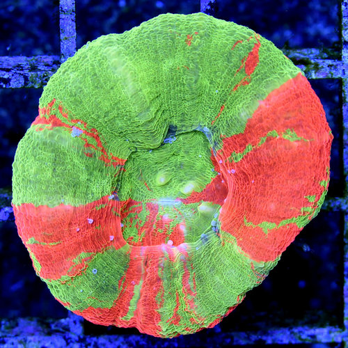 *WYSIWYG CORAL* Sunset Scolymia *WYSIWYG CORAL* Sunset Scolymia