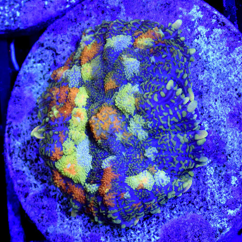 *CORAL* Orange Camo Rhodactis Mushroom