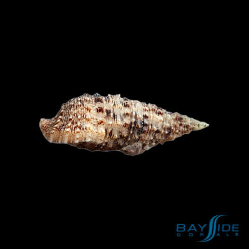 Cerith Snail | 20x Pack Cerith Snail | 20x Pack