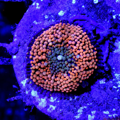 *CORAL* Orange & Blue Ricordea Florida