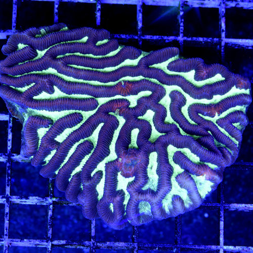 *WYSIWYG CORAL* Lazer Lemon Maze Brain *WYSIWYG CORAL* Lazer Lemon Maze Brain