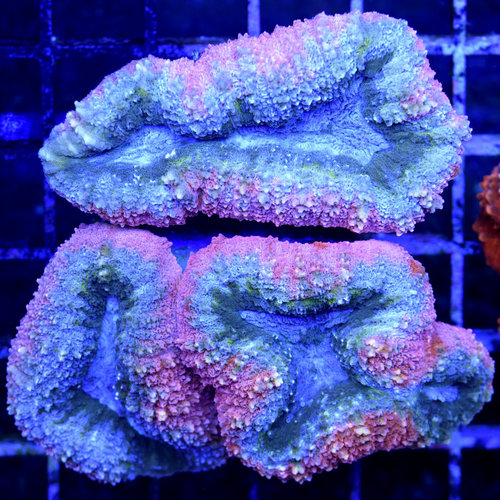*CORAL WYSIWYG* Rainbow Symphyllia *CORAL WYSIWYG* Rainbow Symphyllia