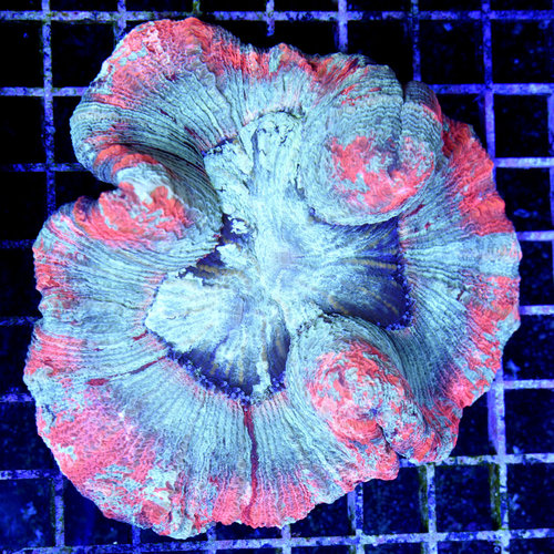 *WYSIWYG CORAL* Ultra Indo Trachyphyllia Open Brain *WYSIWYG CORAL* Ultra Indo Trachyphyllia Open Brain