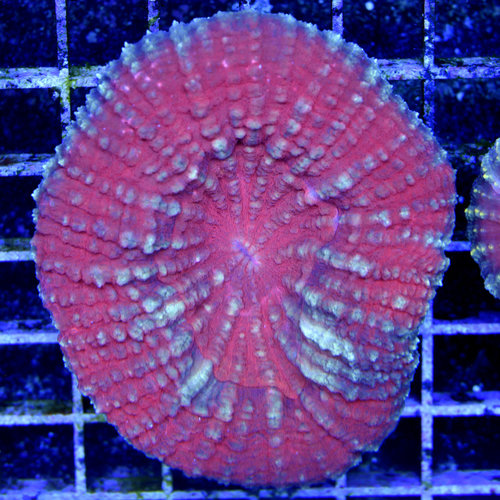 *CORAL WYSIWYG* Yellow Highlighter Scolymia vitiensis *CORAL WYSIWYG* Yellow Highlighter Scolymia vitiensis