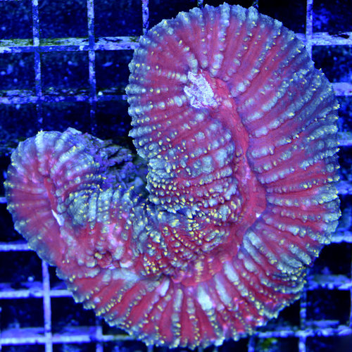*WYSIWYG CORAL* Yellow Highlighter Scolymia vitiensis *WYSIWYG CORAL* Yellow Highlighter Scolymia vitiensis