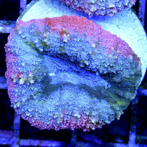 *CORAL* Rainbow Symphyllia S