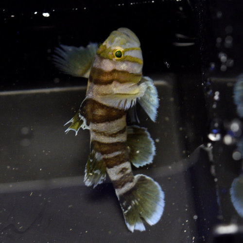 Circus Goby Circus Goby