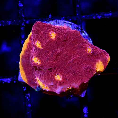 *WYSIWYG CORAL* Cornbred Rainbow Crush Chalice *WYSIWYG CORAL* Cornbred Rainbow Crush Chalice