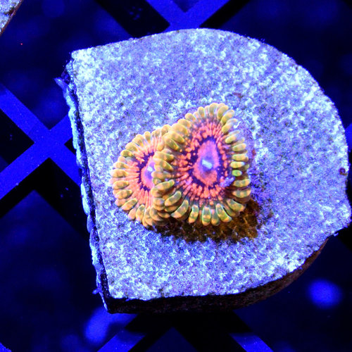 *CORAL* Grand Master Krak Palythoa *CORAL* Grand Master Krak Palythoa