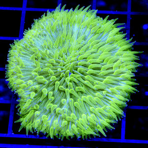 Smart Stir – Top Corals