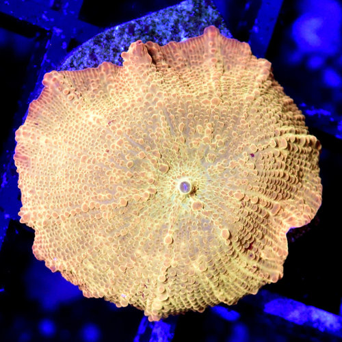 *CORAL* Bleeding Gold Jawbreaker Mushroom M *CORAL* Bleeding Gold Jawbreaker Mushroom M